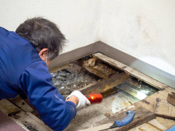 Best Home Mold Removal  in Zeigler, IL