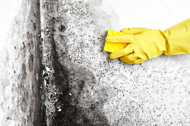 Best Office Mold Removal Services  in Zeigler, IL