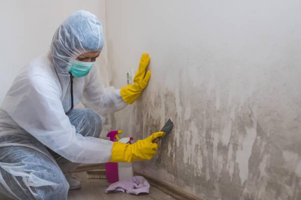 Best Commercial Mold Removal  in Zeigler, IL