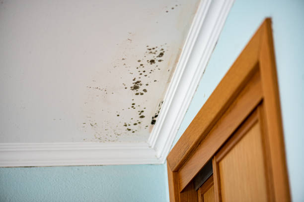 Professional Mold Removal in Zeigler, IL
