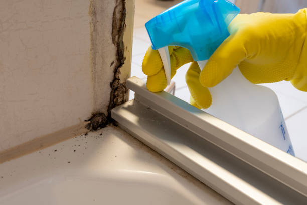 Best Office Mold Removal Services  in Zeigler, IL