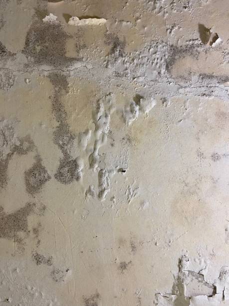 Best Certified Mold Removal  in Zeigler, IL