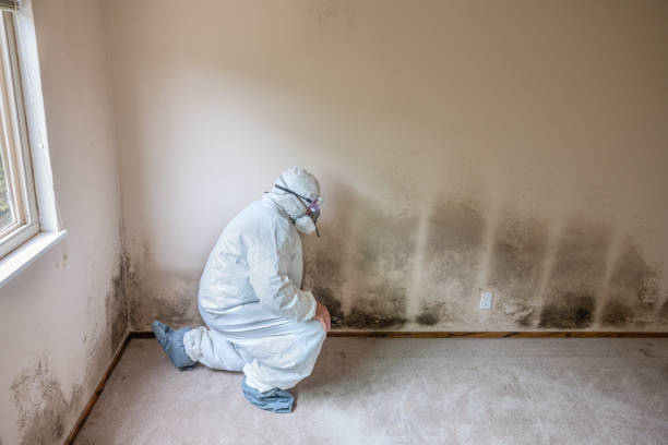 Best Mold Testing  in Zeigler, IL
