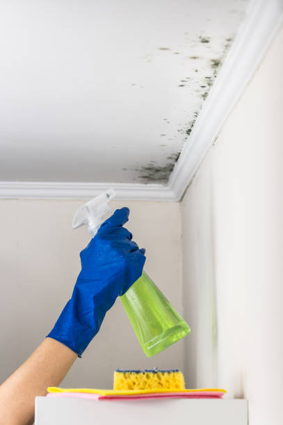 Best Mold Removal and Inspection  in Zeigler, IL