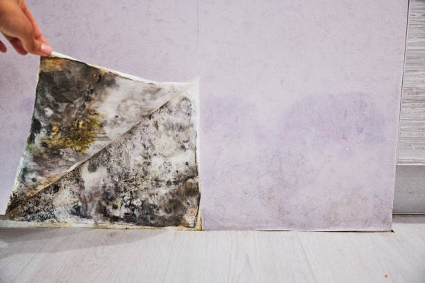 Best Affordable Mold Removal  in Zeigler, IL